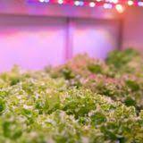 Find the top products of 2021 with our buying guides, based on hundreds of reviews! Feit Led Br30 Grow Light Canadian Tire
