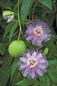 Pin On Floral Beauty