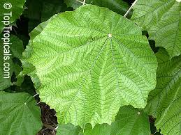 Image result for Pterospermum acerifolium