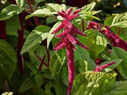 Image result for Amaranthus thunbergii
