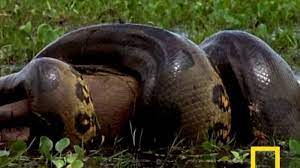 Anaconda besar dan tebal berwarna putih salju dalam. Mimpi Ular Besar Sering Dikaitkan Dengan Jodoh Ternyata Menurut Primbon Jawa Artinya Buruk Tribun Bali