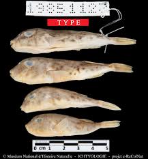 Image result for Blechnum attenuatum