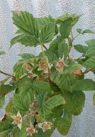 Great savings & free delivery / collection on many items. Raspberry Bush Flowers But No Fruit Raspberry
