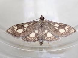 Image result for Nicolasia coronata