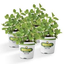 How to make an urban vegetable garden edible plants that grow in shade Bonnie Plants Spearmint Live Edible Aromatic Herb Plant 4 Pack Pet Friendly Low Light Part Shade Great For Indoors 4p5109 Buy Online In Grenada At Grenada Desertcart Com Productid 78221211