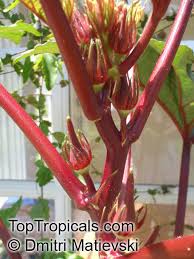 Image result for Abelmoschus esculentus