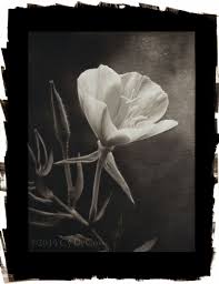 Cy Decosse Photography The Midnight Garden Collection Platinum Palladium Print Cydecosse Com Photography A Midnight Garden Photography Garden Photography