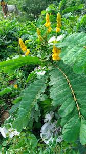 Image result for Agathisanthemum bojeri