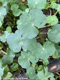 Image result for Hydrocotyle ranunculoides