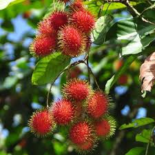4+ vectors, stock photos & psd files. Anak Pokok Rambutan Kebuna Putrajaya
