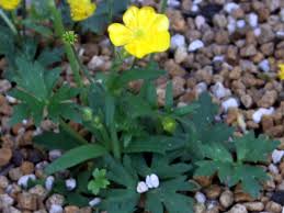Image result for Ranunculus volkensii