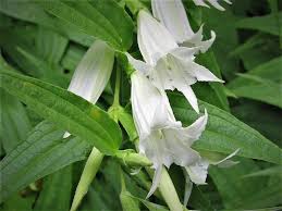 Image result for Gentiana asclepiadea alba