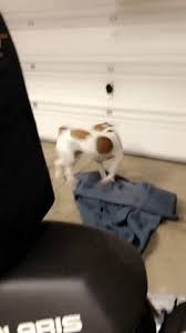 Dog Chasing Tail Gifs Get The Best Gif On Giphy Cute puppies, joyful dogs smile as wide as they can. dog chasing tail gifs get the best