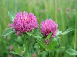 Cognate with saterland frisian kleeuwer (clover), west frisian klaver (clover), dutch klaver (clover), german low german klaver (clover), german klee (clover). Ma Yan Tikvah S Divrei Earth Foraging As A Spiritual Practice Jewish Connections To Red Clover