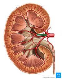Arteries, arterioles, capillaries, venules, and veins. Kidney Blood Supply Innervation And Lymphatics Kenhub