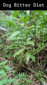 Image result for Tragia shirensis