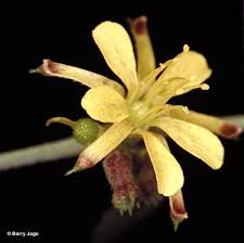 Image result for Triumfetta trifida