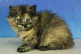 Black And White Ragdoll Cat For Sale Gemma Black Calico Solid Ragdoll Cat Kitten From Www Ragdollkitten Us Cute Animals Ragdoll Kittens For Sale Ragdoll Cat