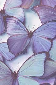 Tropical purple butterfly isolated on white background stock illustration illustration of flying, spring: Wallpaper Purple Butterfly Aesthetic