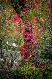 Man kann dieser tatsache nicht zustimmen. Der Herbst Kommt Kniebes Com
