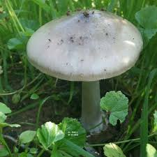 فقع من جنين 27 12 2014 Beautiful Places Fungi Beautiful