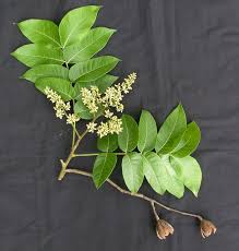 Image result for Cedrela