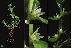 Image result for Anagallis pumila