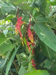 Heliconia Rostrata Aka Hanging Lobster Claw Steemit
