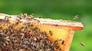 Hitman pest control has been offering people interested in running their own pest control business training. Q48kcvqmpegywm