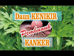 Tapi selain nikmat dikonsumsi, tanaman ini ternyata berkhasiat untuk mencegah kanker. Terbukti Kandungan Di Balik Daun Kenikir Untuk Pengobatan Youtube