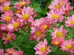 Chrysanthemum Mammoth Coral Daisy Winterhart Garden Mum Chrysanthemum Daisy