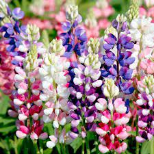 Lupine Seeds Avalune Mix Flower Seeds In Packets Bulk Eden Brothers Flower Seeds Flowers Perennials Lupines