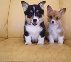 These pembroke welsh corgi puppies are friendly & energetic. Pembroke Welsh Corgi Puppy Dog For Sale In Charlottesville Virginia