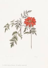 Image result for Pavetta rwandensis