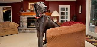 It appeared one great dane was enjoying time with family while sitting on the couch. Zeus World S Tallest Dog Dies At Age 5 Abc News