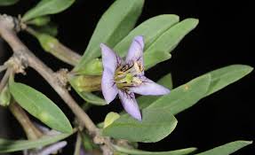 Image result for Lycium