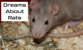 Maybe you would like to learn more about one of these? Spritual Meaning Of Dreaming Of Rats Dreaming Of Dead Rats Shriastro