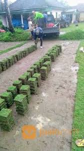 Ukuran 1 x 1 meter persegi berat : Beli Rumput Jepang Di Jogja Rumput Jepang Yogyakarta Yogyakarta Jualo