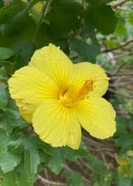 Image result for Hibiscus ludwigii