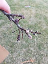 We did not find results for: Annual Reminder To Identify Callery Pear For Removal Purdue Landscape Report
