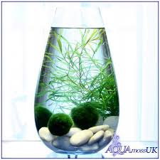 Marimo Moss Aquatic Ball Sizes Xl Xxl Biggest Marimo Moss Balls On Ebay Cladophora Live Bola De Musgo Marimo Planted Aquarium Jardin Acuatico Cubierto