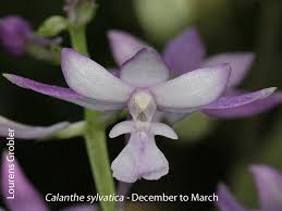 Image result for Calanthe sylvatica