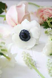 Pin By Janny 2 On Anemone Valentine Print Anemone Flower Posy