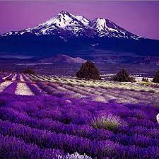 Ourplanetdaily On Instagram Lavender Fields Of Japan Ourplanetdaily Beautiful Places Beautiful Nature Beautiful Landscapes