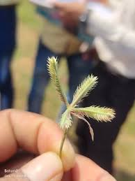 Image result for Dactyloctenium