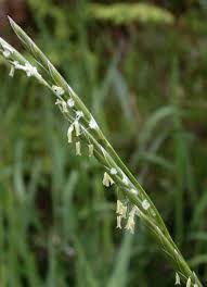 Image result for Glyceria fluitans