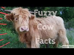 How much does a baby cow cost? 4 Facts About Highland Cows Youtube