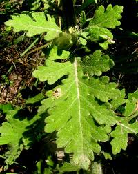 Image result for Parthenium