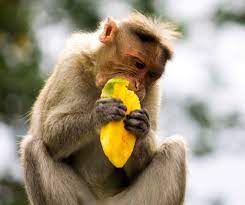 Method 1of 3:prepare the mango. Monkey Eating Mango By Hema On Youpic