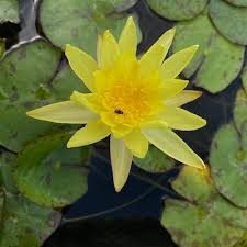 Image result for Nymphaea divaricata